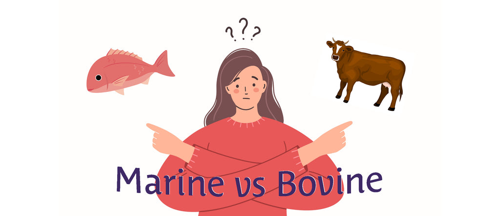 Should You Choose Marine Collagen vs Bovine Collagen?